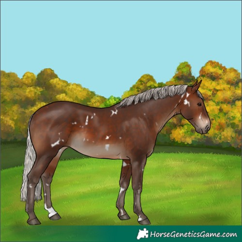 Horse Color:White Spotted Silver Brown 