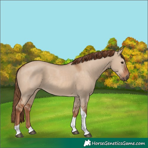 Horse Color:Red Dun Tobiano 