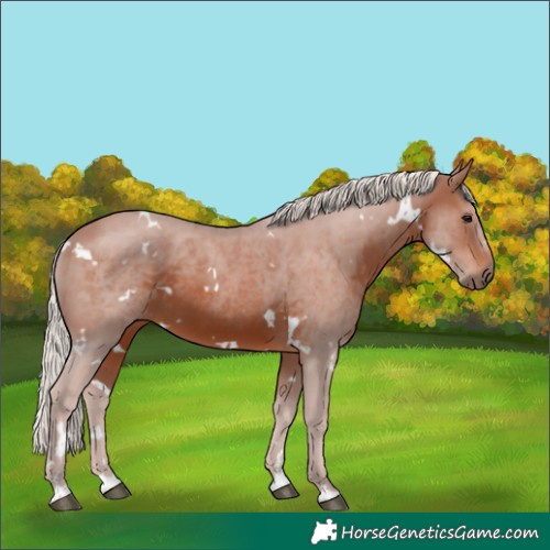 Horse Color:White Spotted Silver Brown