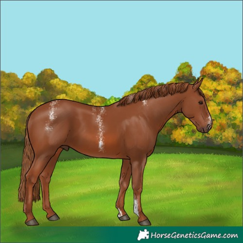 Horse Color:Powder White Chestnut 