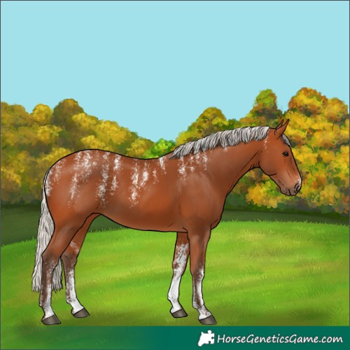 Horse Color:Powder White Silver Bay 