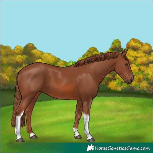 Horse Color:Chestnut Tobiano 