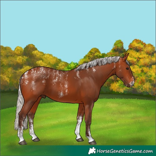Horse Color:Powder White Silver Bay