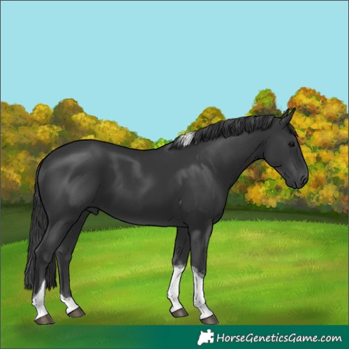 Horse Color:Black Tobiano 