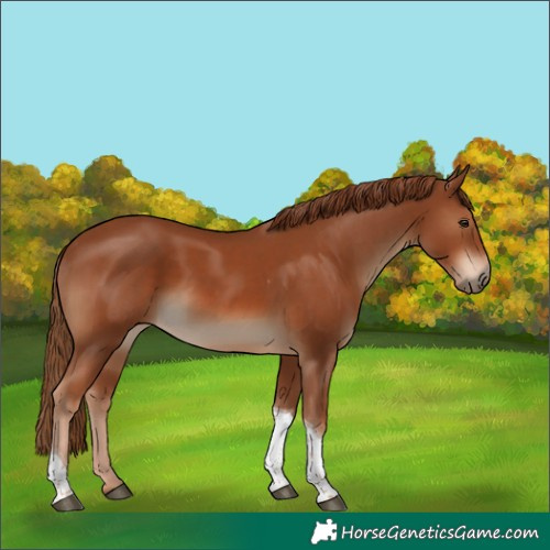 Horse Color:Chestnut Tobiano