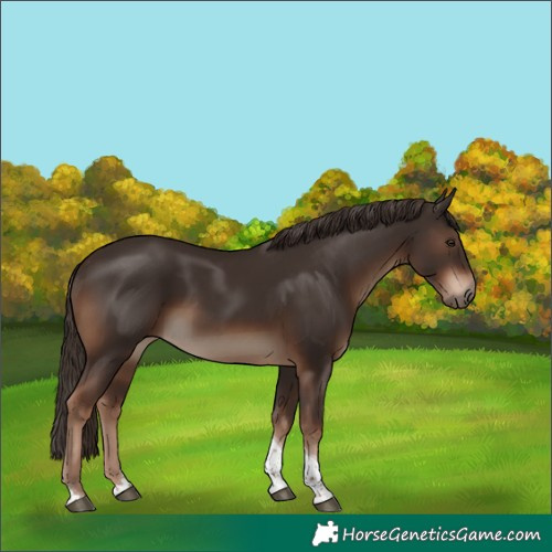 Horse Color:Liver Chestnut Tobiano