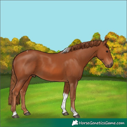 Horse Color:Chestnut Tobiano 