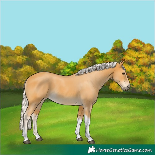 Horse Color:Silver Buckskin Tobiano