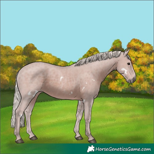 Horse Color:White Spotted Silver Black