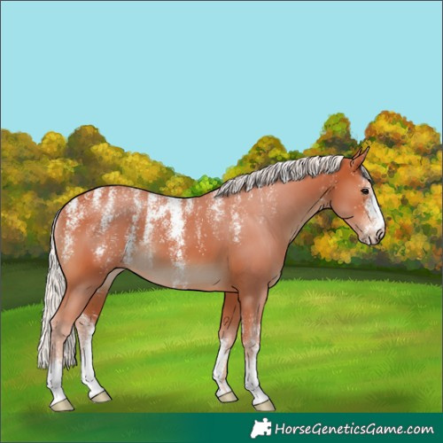 Horse Color:Powder White Silver Bay 