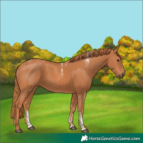Horse Color:Powder White Chestnut 