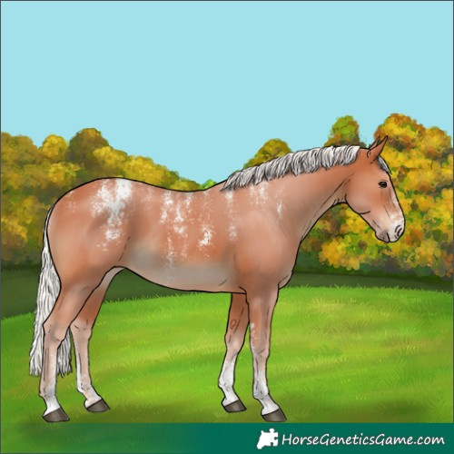 Horse Color:Powder White Silver Bay 