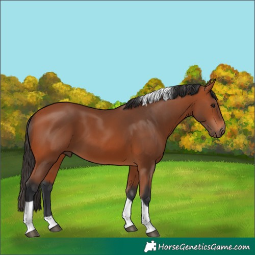 Horse Color:Bay Tobiano 