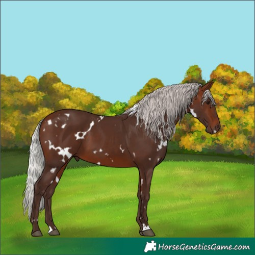 Horse Color:White Spotted Silver Brown