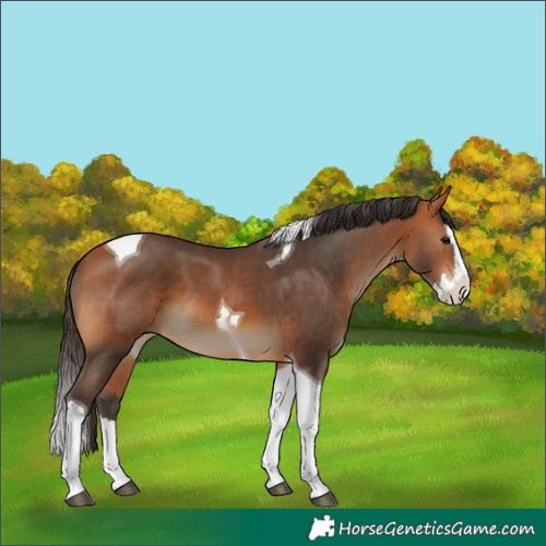 Horse Color:Bay Splash Tobiano