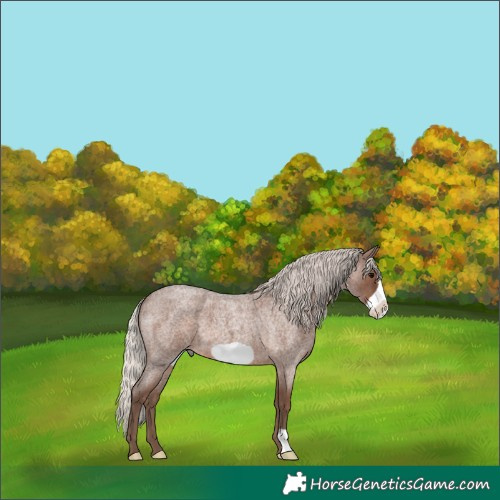 Horse Color:Silver Blue Roan Frame