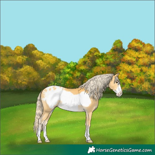 Horse Color:Palomino Frame Blanket