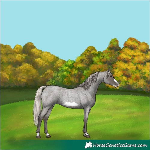 Horse Color:Silver Blue Roan Frame