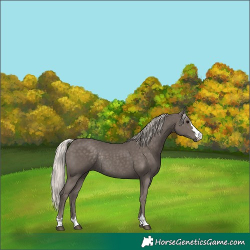 Horse Color:Silver Black Rabicano