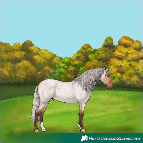 Horse Color:Silver Bay Roan Dun