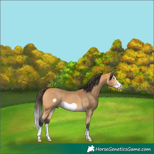 Horse Color:Buckskin Splash Frame