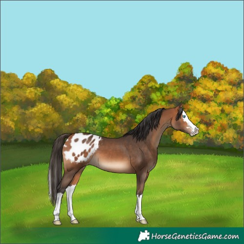 Horse Color:Bay Splash Blanket 