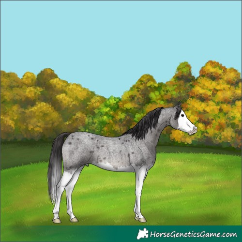 Horse Color:Smoky Blue Roan Splash 