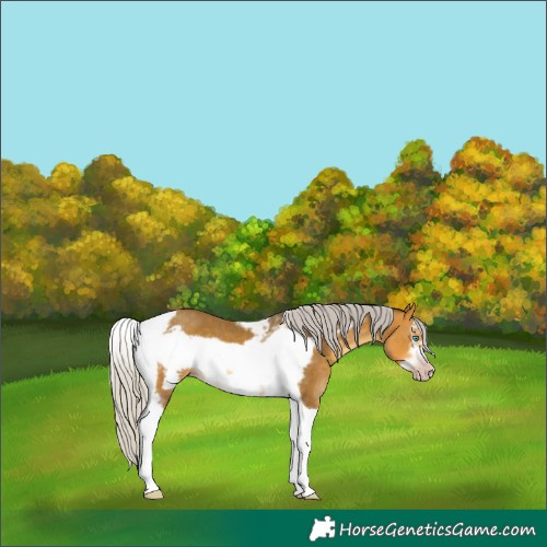 Horse Color:Gray Silver Amber Cream Champagne Tobiano Frame Rabicano