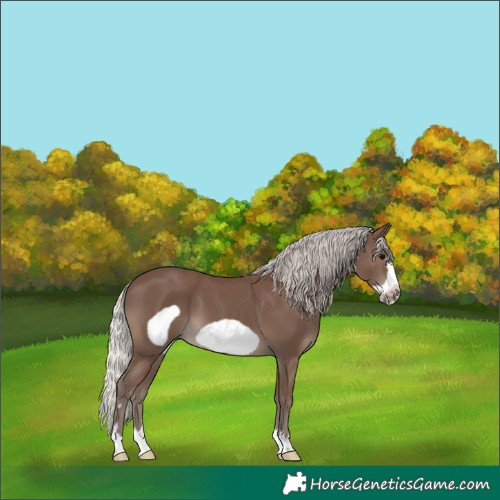 Horse Color:Silver Black Frame