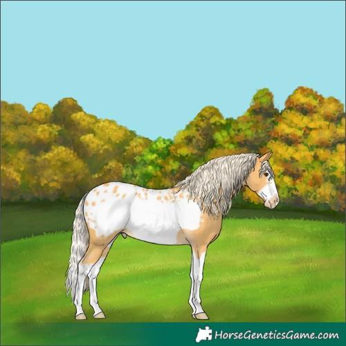 Horse Color:Palomino Splash Frame Blanket