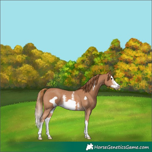 Horse Color:Chestnut Sabino Splash Frame