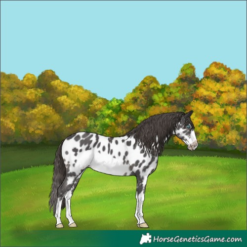 Horse Color:Smoky Black Sabino Splash Frame Near Leopard