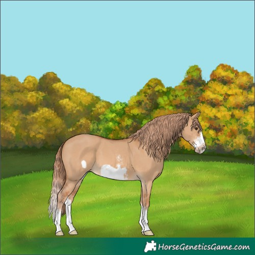 Horse Color:Red Dun Sabino Splash Frame