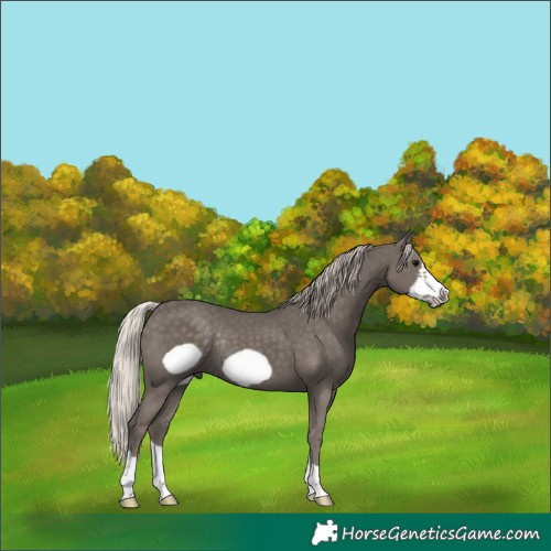 Horse Color:Silver Black Frame Rabicano