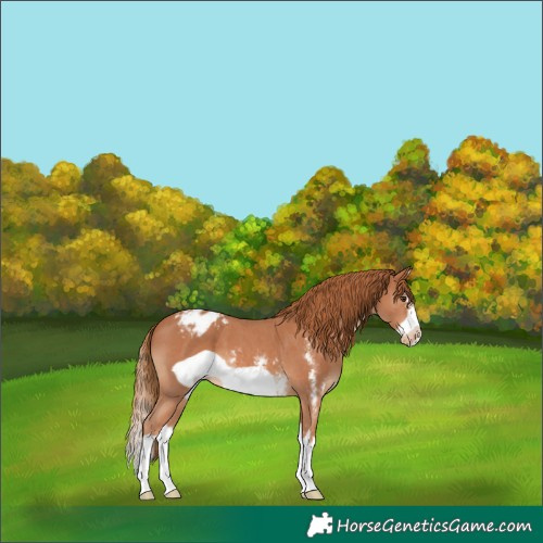 Horse Color:Chestnut Sabino Splash Frame Blanket