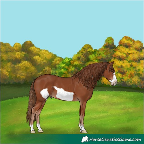 Horse Color:Chestnut Frame