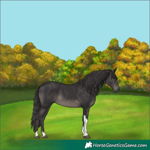 Horse Color:Smoky Black Tobiano 