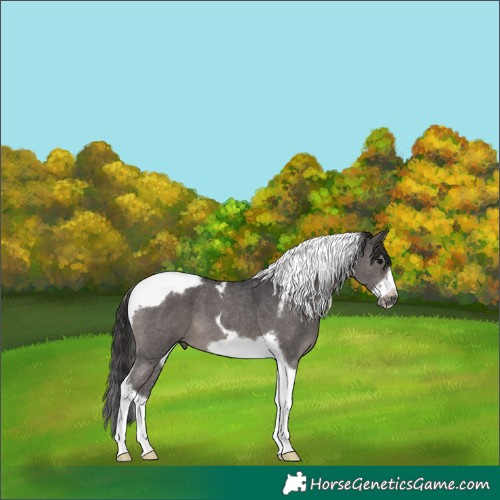Horse Color:Smoky Black Sabino Splash Tobiano Frame