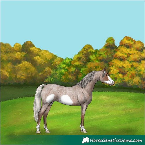 Horse Color:Silver Blue Roan Frame Rabicano 