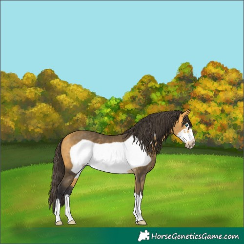 Horse Color:Buckskin Frame 