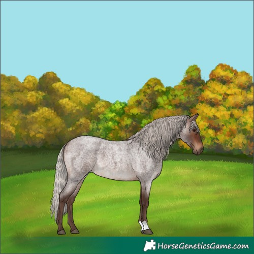 Horse Color:Silver Brown Roan