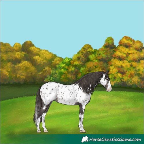 Horse Color:Smoky Black Splash Near Leopard 