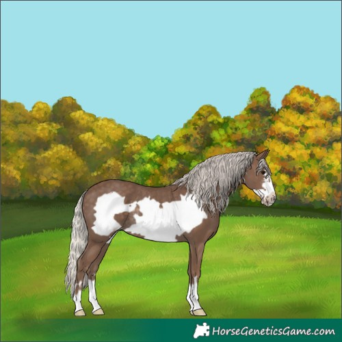 Horse Color:Silver Black Frame Rabicano