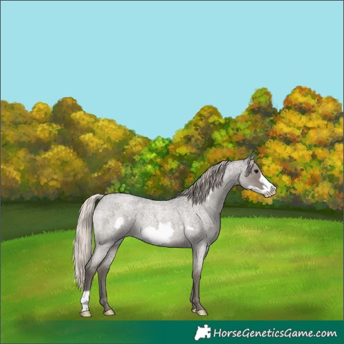 Horse Color:Silver Blue Roan Frame Rabicano