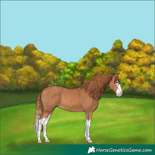 Horse Color:Chestnut Splash 