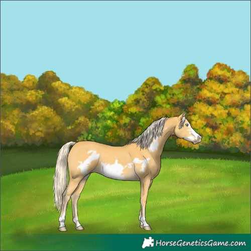 Horse Color:Palomino Frame