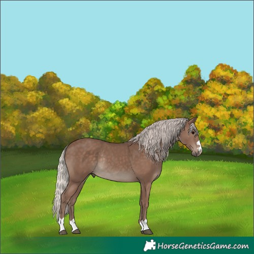 Horse Color:Silver Black Rabicano 
