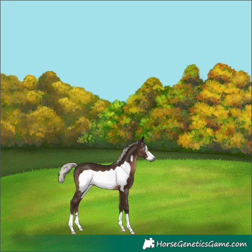 Horse Color:Gray Silver Black Frame Rabicano