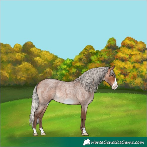 Horse Color:Silver Bay Roan Frame Rabicano 