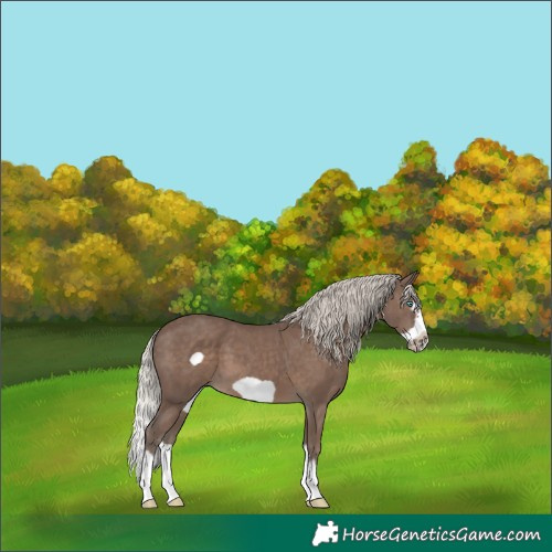 Horse Color:Silver Black Splash Frame 
